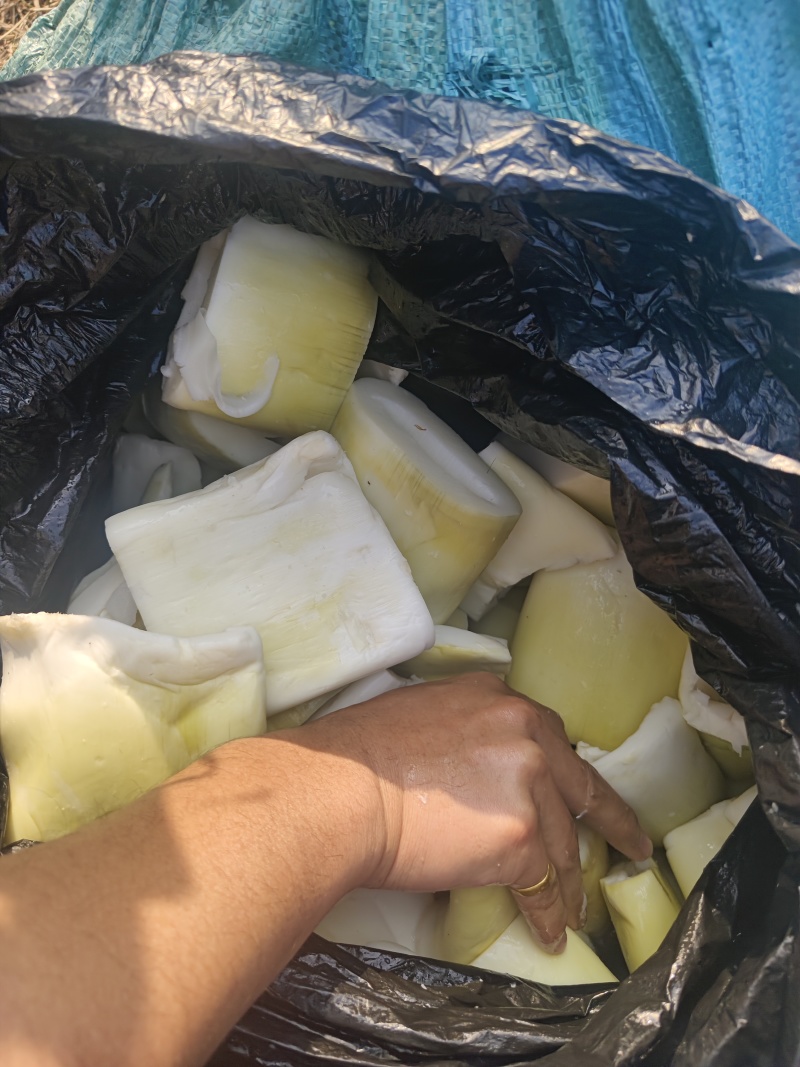 精品长筒，麻竹笋原料，可切收工条