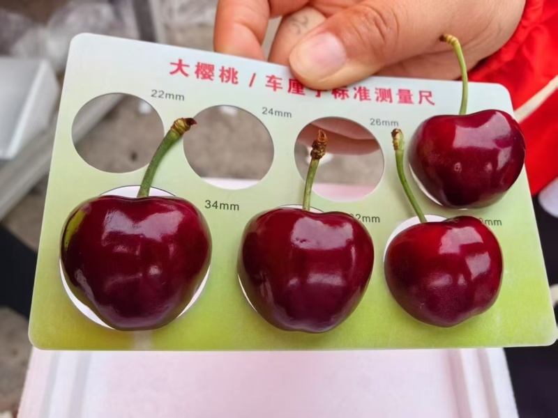 天水大殷桃