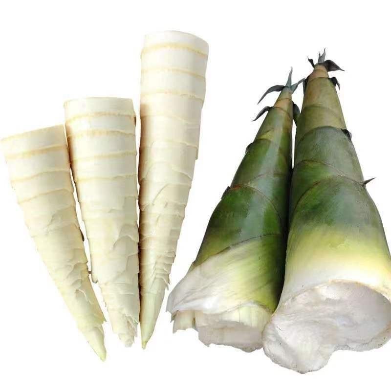 苦笋当季新鲜竹笋现挖野生大头笋麻竹笋带壳苦笋夏笋螺丝粉酸