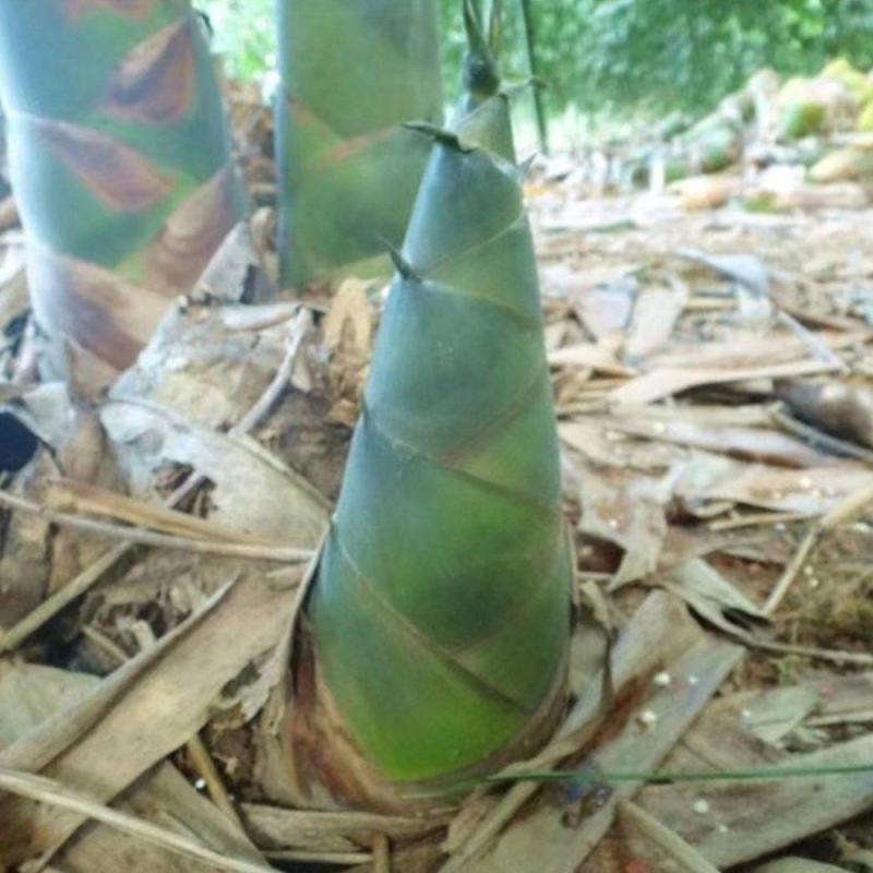 苦笋当季新鲜竹笋现挖野生大头笋麻竹笋带壳苦笋夏笋螺丝粉酸