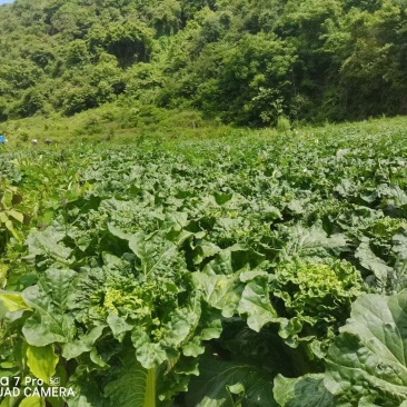 麻叶菜威宁