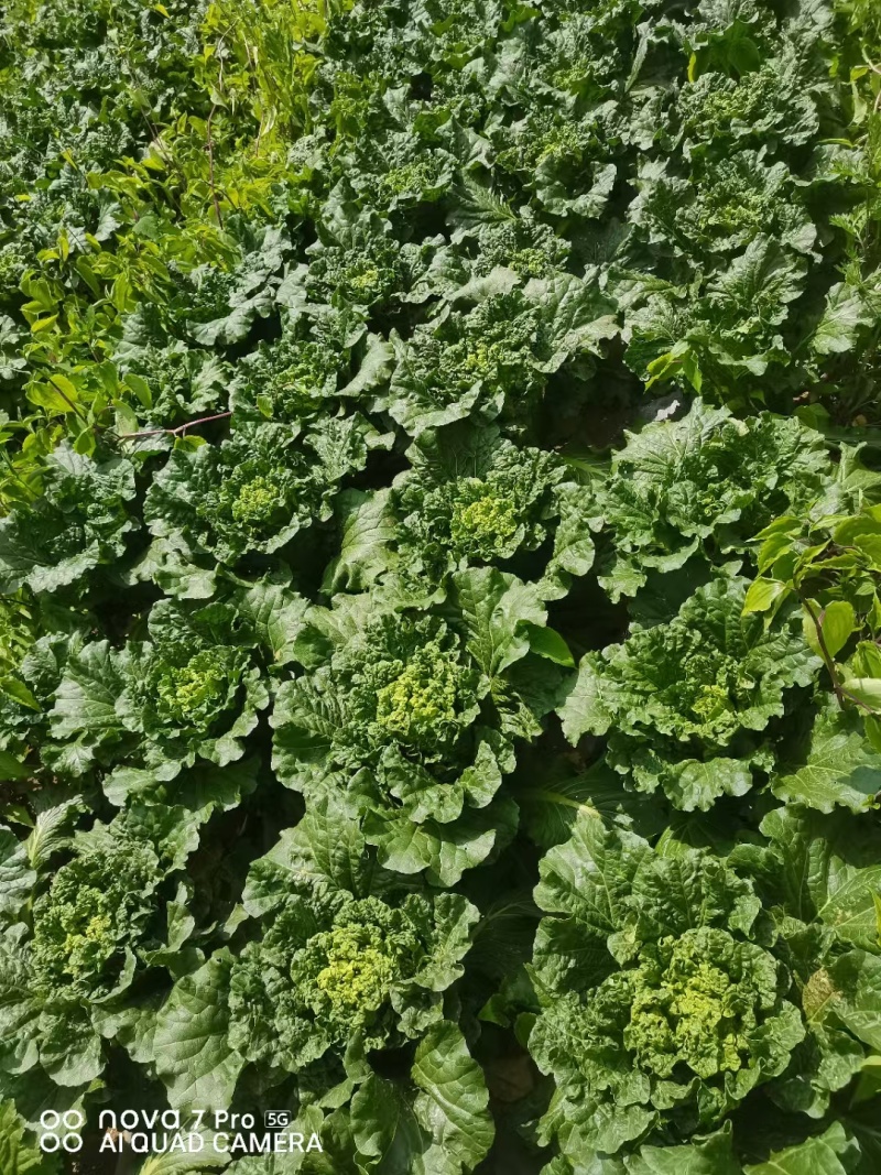 麻叶菜威宁
