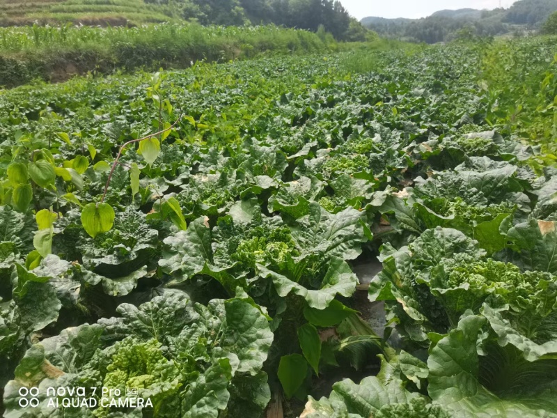 麻叶菜威宁