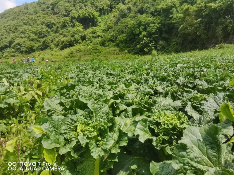 麻叶菜威宁