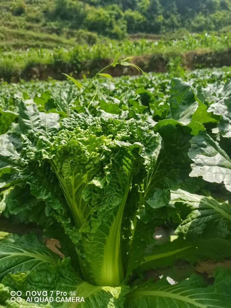 麻叶菜威宁