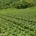 麻叶菜威宁