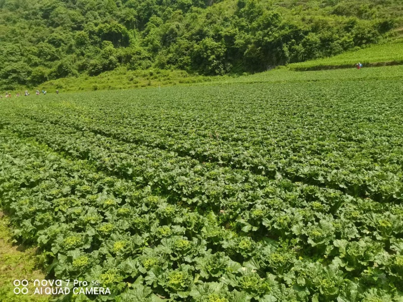 麻叶菜威宁