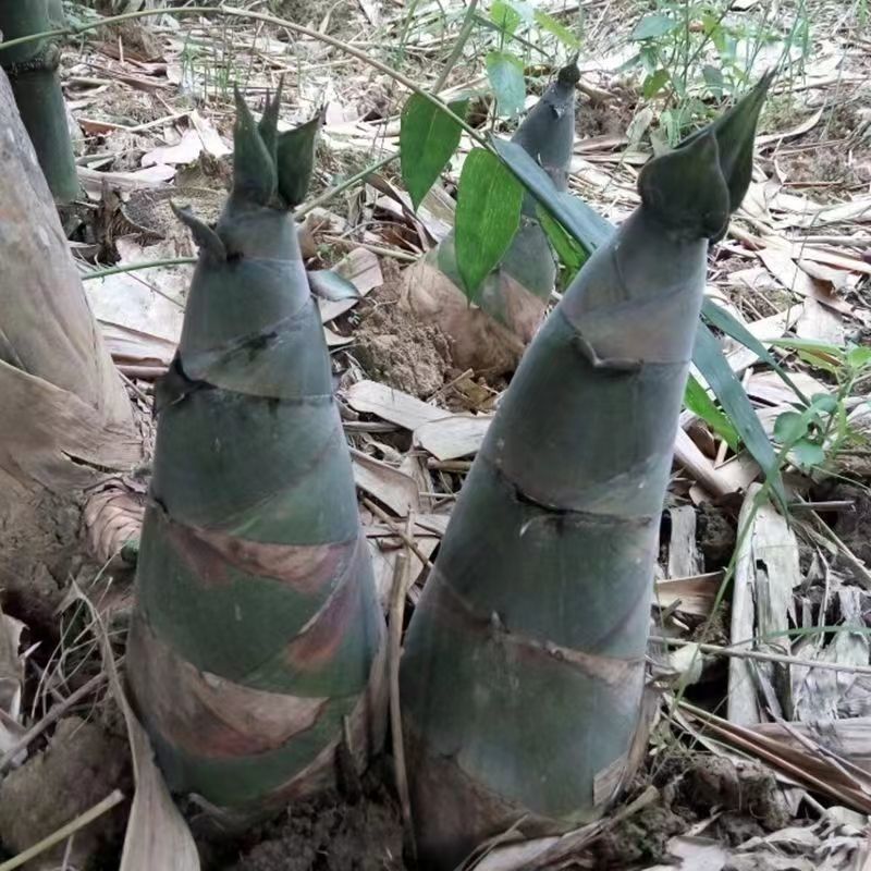 苦笋当季新鲜竹笋现挖野生大头笋麻竹笋带壳苦笋夏笋螺丝粉酸