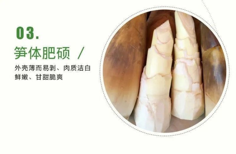 苦笋当季新鲜竹笋现挖野生大头笋麻竹笋带壳苦笋夏笋螺丝粉酸
