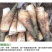 苦笋当季新鲜竹笋现挖野生大头笋麻竹笋带壳苦笋夏笋螺丝粉酸