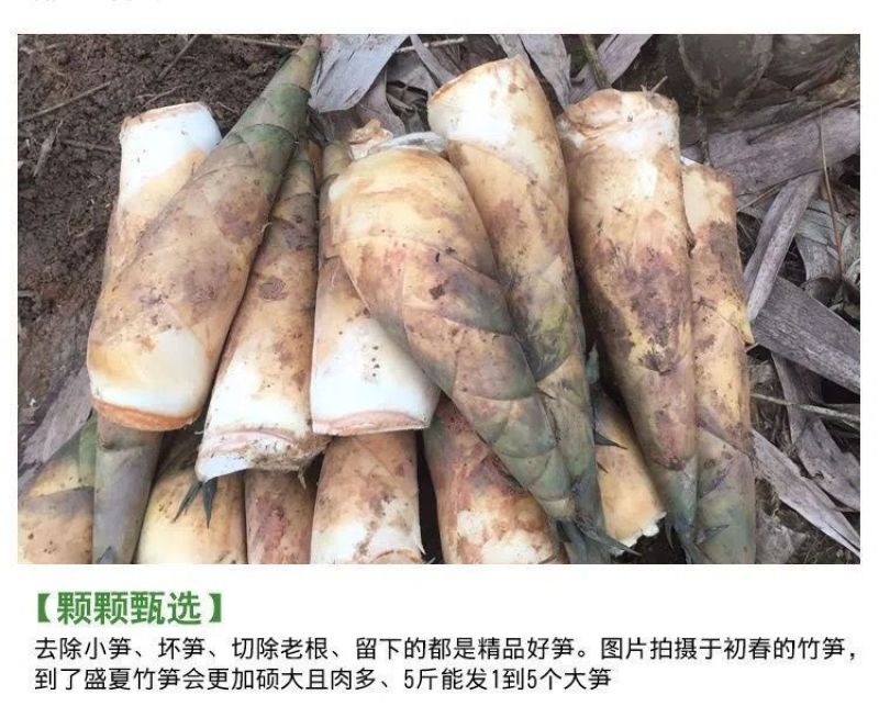 苦笋当季新鲜竹笋现挖野生大头笋麻竹笋带壳苦笋夏笋螺丝粉酸