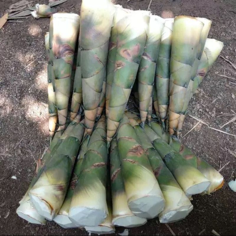 苦笋当季新鲜竹笋现挖野生大头笋麻竹笋带壳苦笋夏笋螺丝粉酸