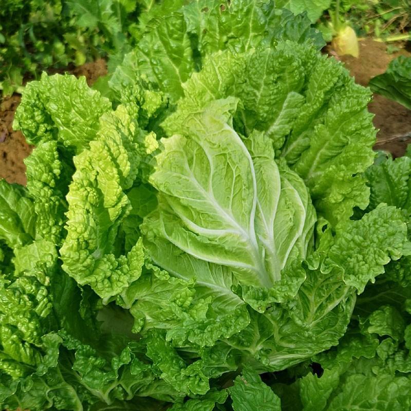 改良青杂三号大白菜种子农家秋季播蔬菜籽辣白菜泡菜