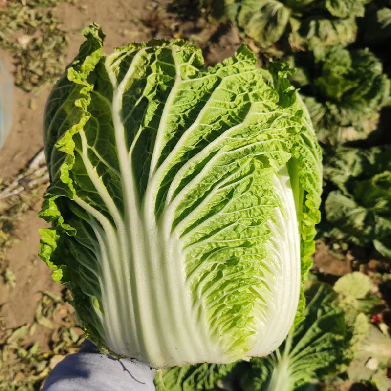 改良青杂三号大白菜种子农家秋季播蔬菜籽辣白菜泡菜
