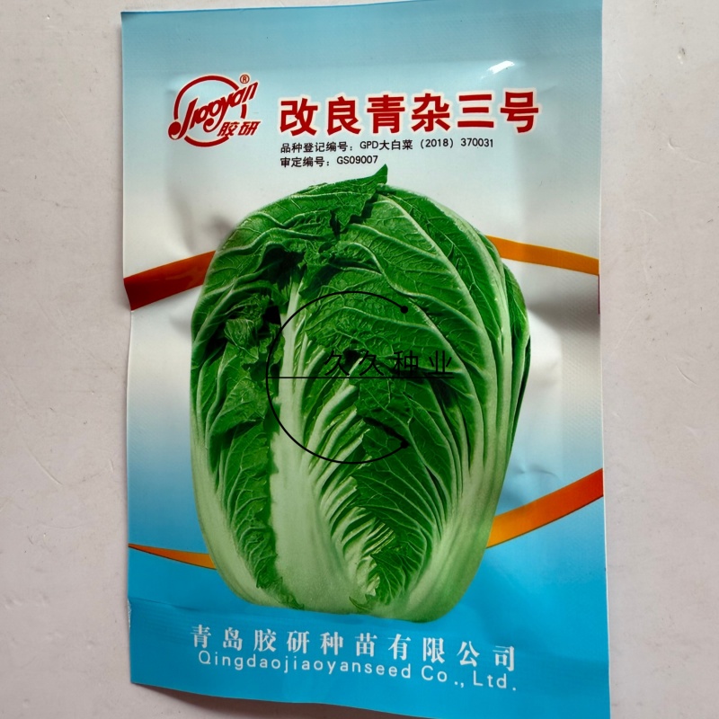 改良青杂三号大白菜种子农家秋季播蔬菜籽辣白菜泡菜