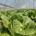 改良青杂三号大白菜种子农家秋季播蔬菜籽辣白菜泡菜