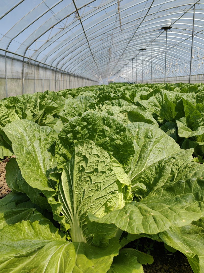 改良青杂三号大白菜种子农家秋季播蔬菜籽辣白菜泡菜