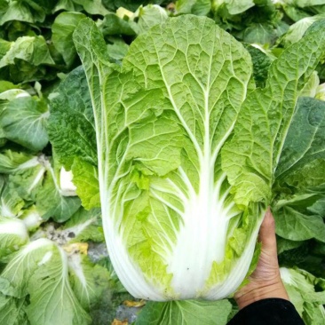 胶研青研87114大白菜种子秋季结球白菜种籽优质高产抗病