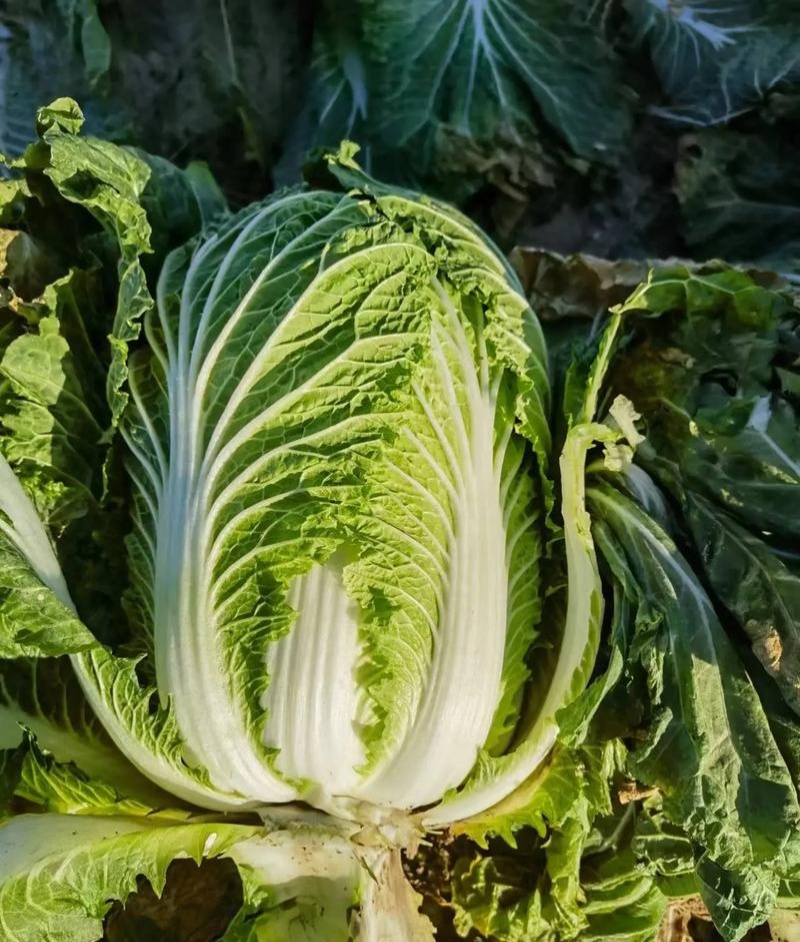 胶研5869大白菜种子青岛白菜种籽圆筒形叠抱秋播85天