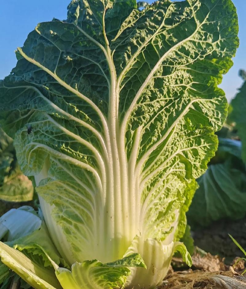 胶研5869大白菜种子青岛白菜种籽圆筒形叠抱秋播85天