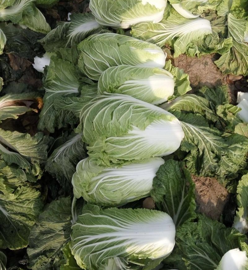 胶研5869大白菜种子青岛白菜种籽圆筒形叠抱秋播85天