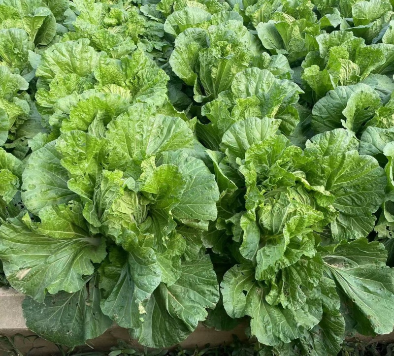 胶研5869大白菜种子青岛白菜种籽圆筒形叠抱秋播85天
