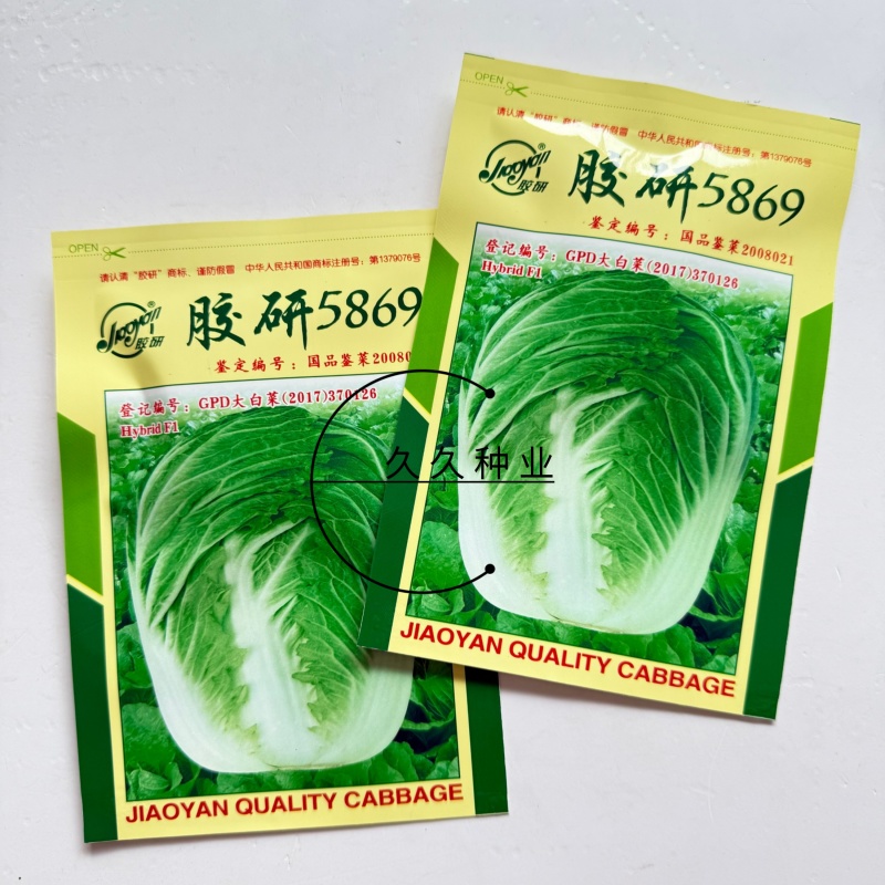 胶研5869大白菜种子青岛白菜种籽圆筒形叠抱秋播85天