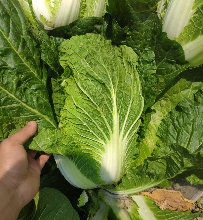 胶研冠军大白菜种子高产抗病优质秋播大白菜种籽农家四季蔬菜