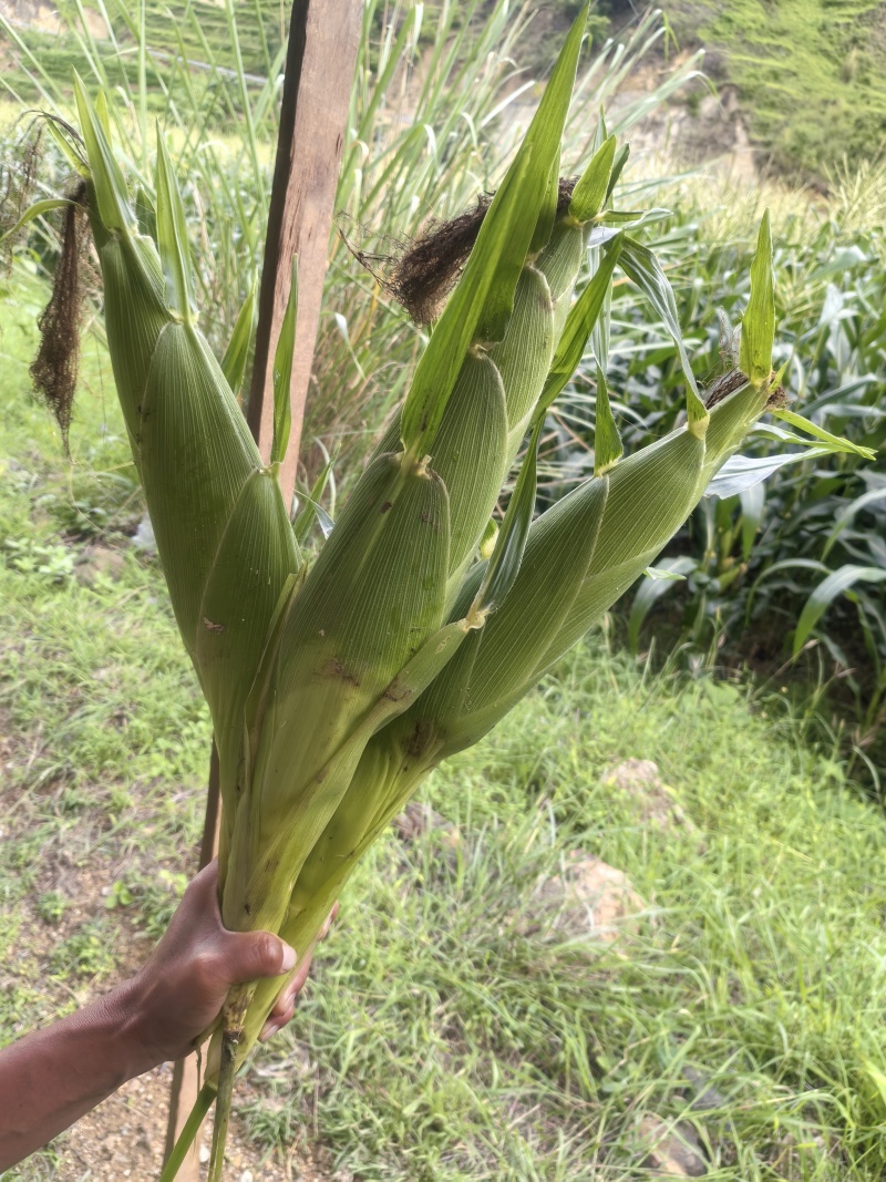 太阳花玉米