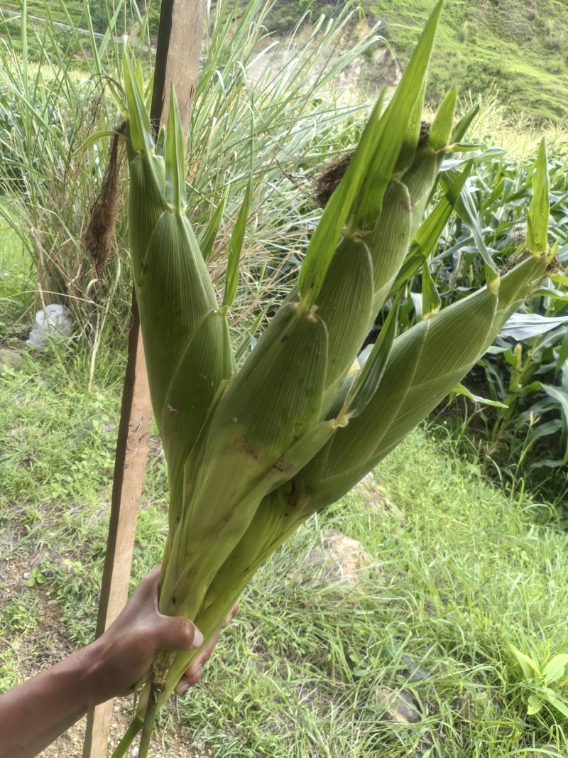 太阳花玉米