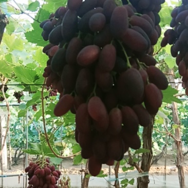 卖沙尔葡萄