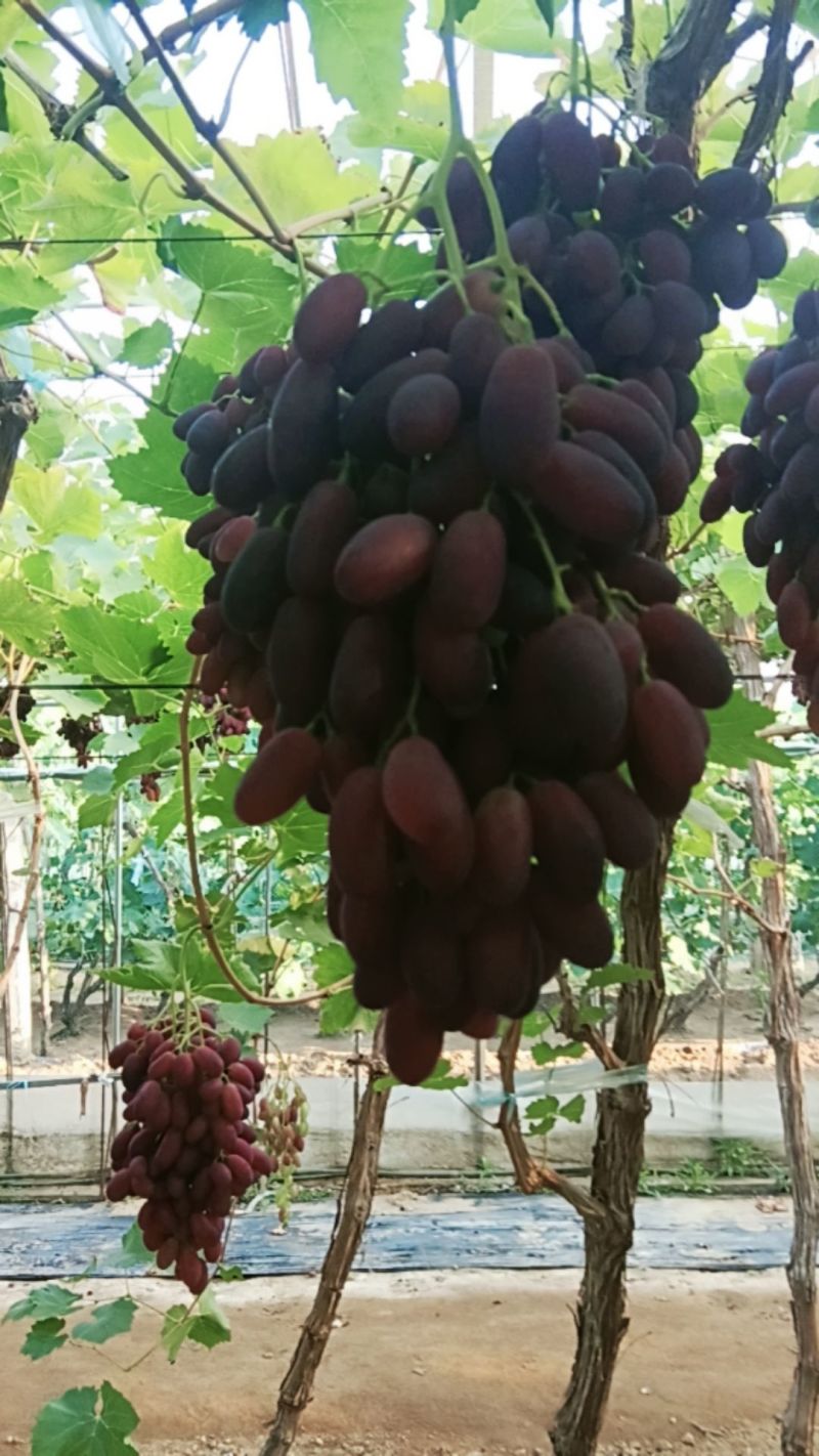 卖沙尔葡萄