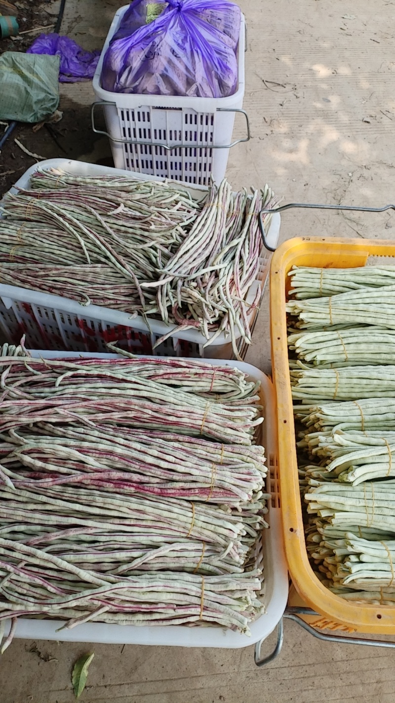 武汉市东西湖区辛安渡豆角基地大量上市需要的老板联系