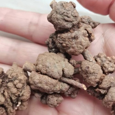 云南深山正宗***消瘤果猫爪野生正品清牛果中药材清溜果干