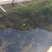 三杂鲟鱼5-10斤一万多斤没分公母