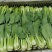 精品小油菜/山东小油菜/产地货源/全国供应电商市场