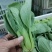 精品小油菜/山东小油菜/产地货源/全国供应电商市场