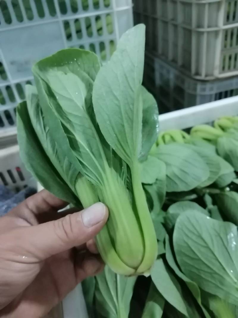 精品小油菜/山东小油菜/产地货源/全国供应电商市场