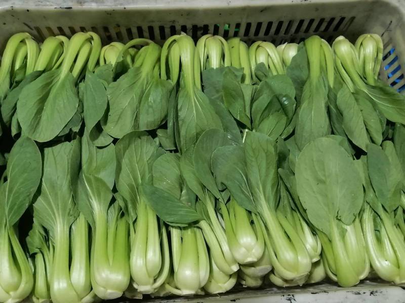 精品小油菜/山东小油菜/产地货源/全国供应电商市场