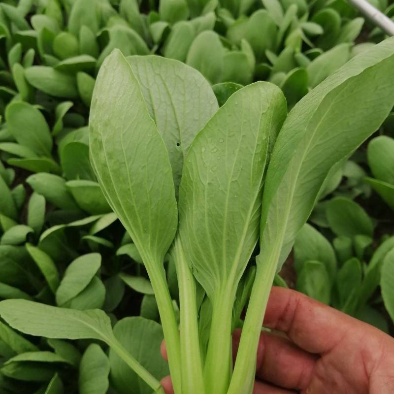 精品小油菜/山东小油菜/产地货源/全国供应电商市场