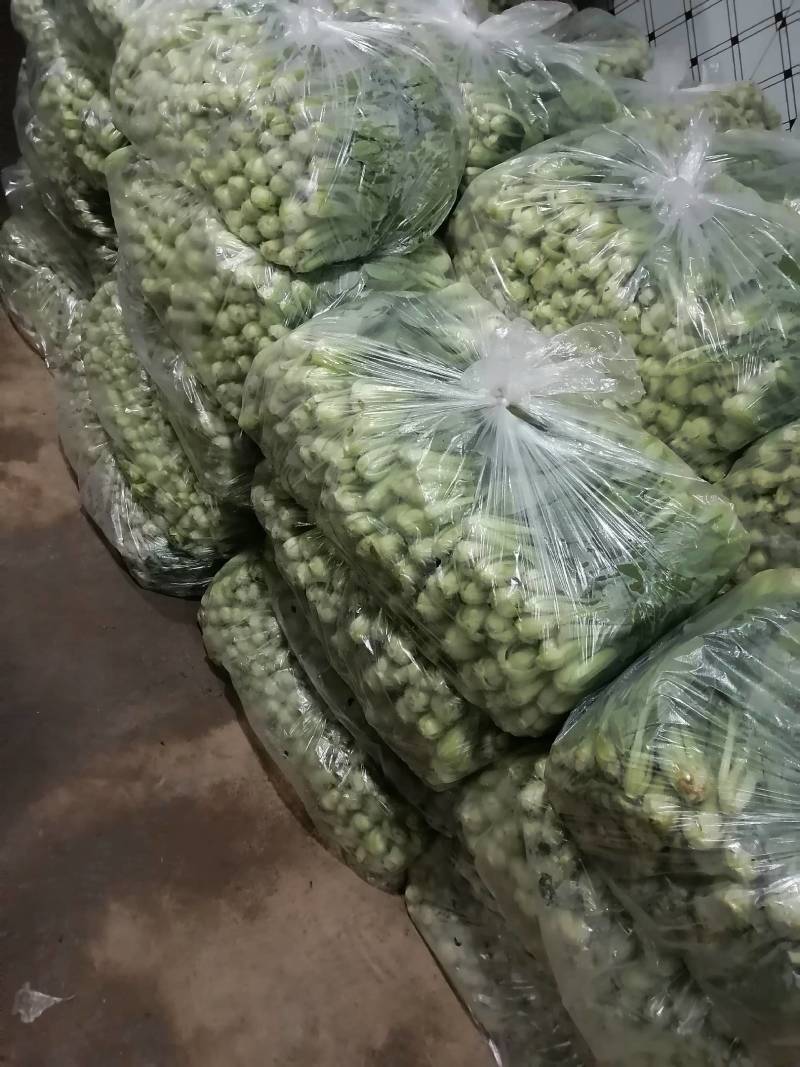 精品小油菜/山东小油菜/产地货源/全国供应电商市场