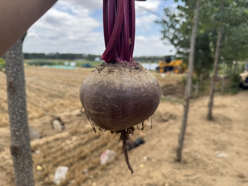 红甜菜甜菜头出口工厂货
