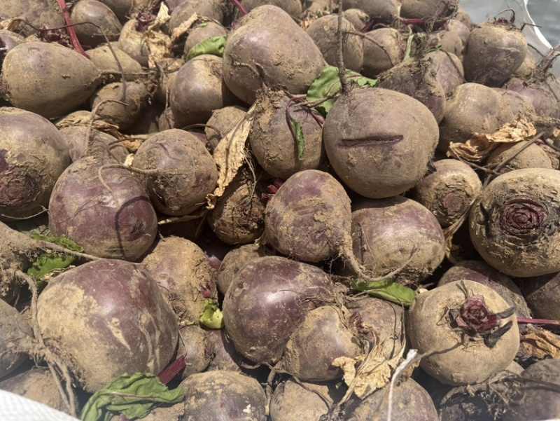 红甜菜甜菜头出口工厂货