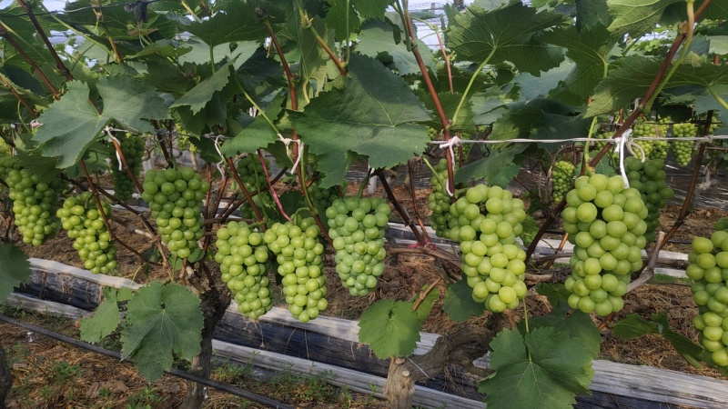 精品无核