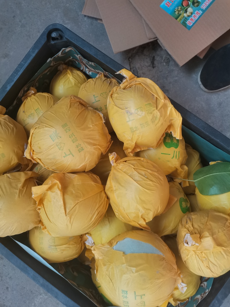 精品翠冠梨，口感脆甜个大肉质细嫩，产地直供。