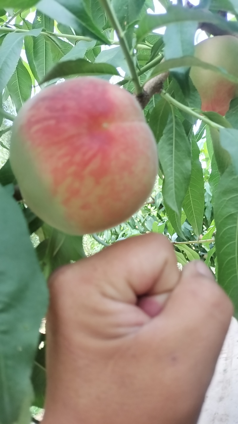 垛子桃