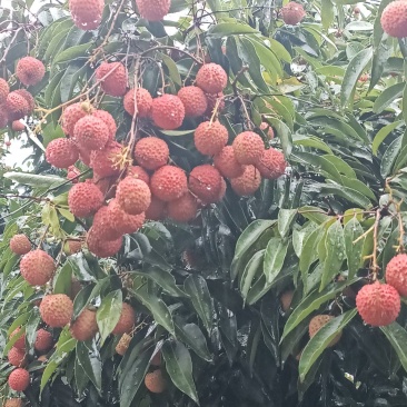 桂味荔枝