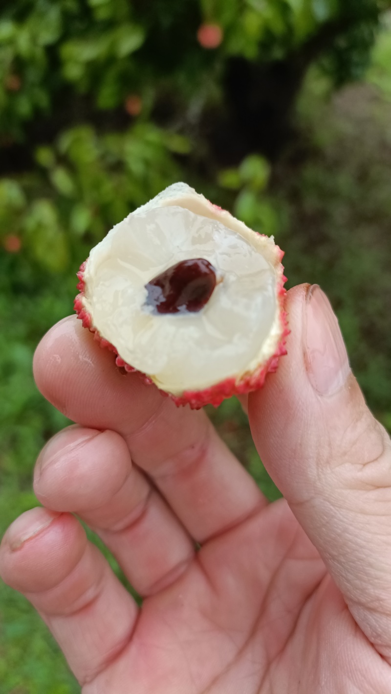 桂味荔枝
