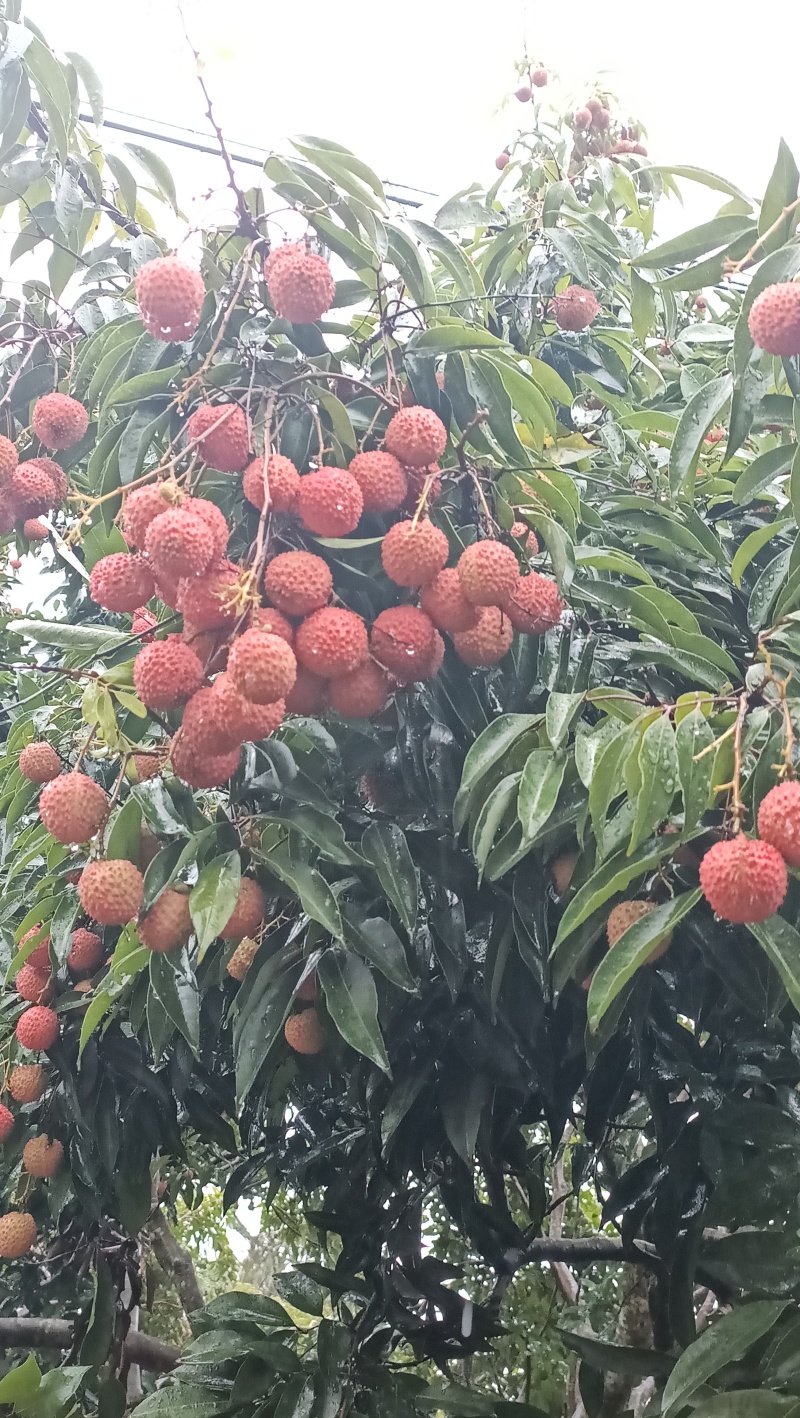 桂味荔枝