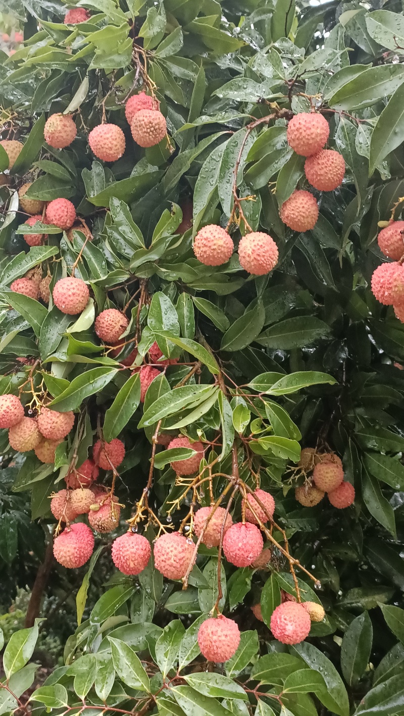 桂味荔枝